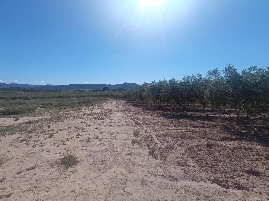 Terreno en venta en Villena, Alicante photo 4