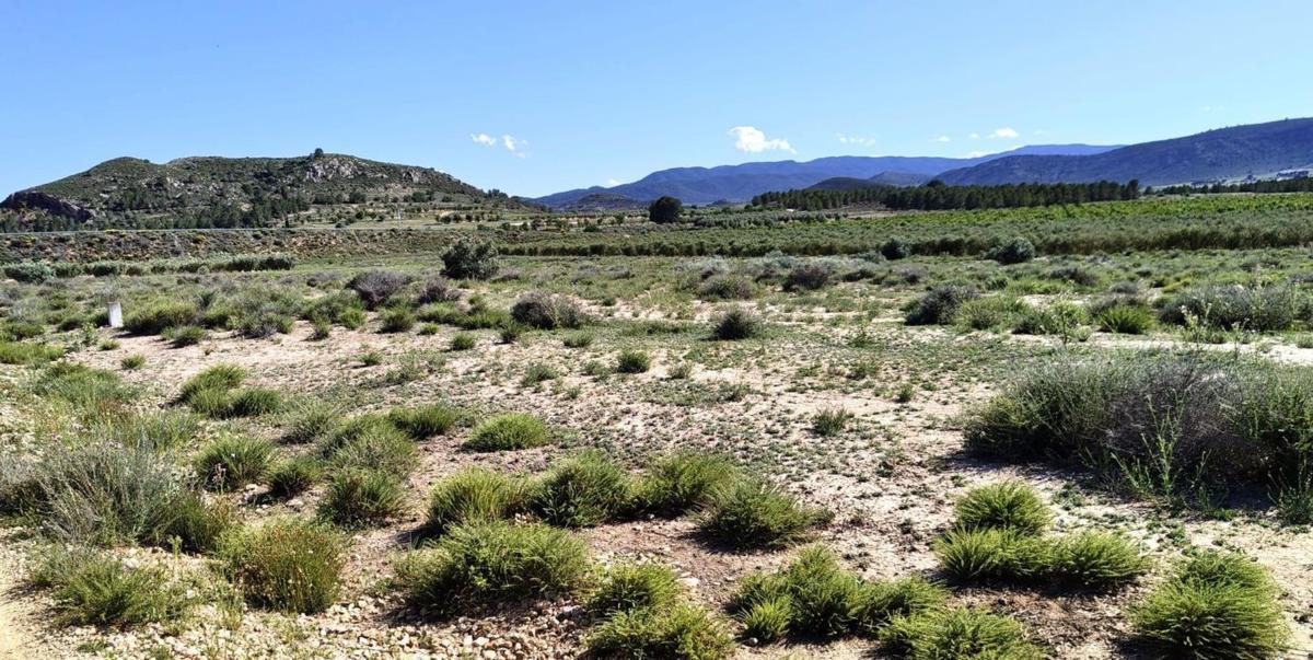 Terreno en venta en Villena, Alicante photo 1