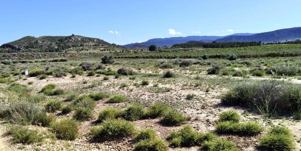 Terreno en Las Tiesas, Villena photo 1