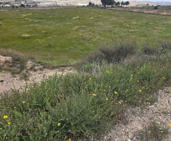 Terreno en Pedanías Este, Aspe photo 2