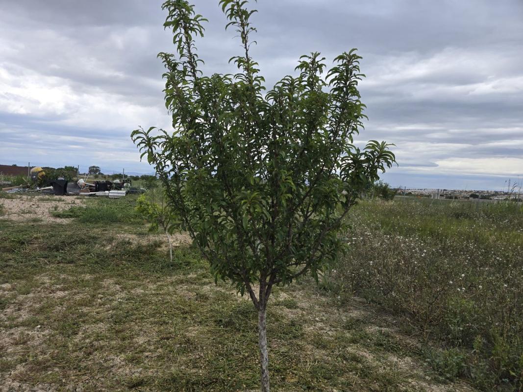 Terreno en venta en Guardamar del Segura, Alicante photo 3