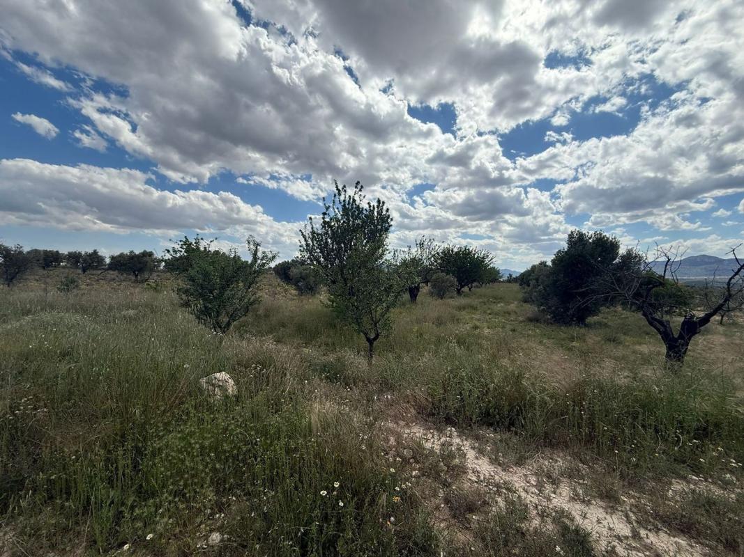 Terreno en venta en Sax, Alicante photo 1