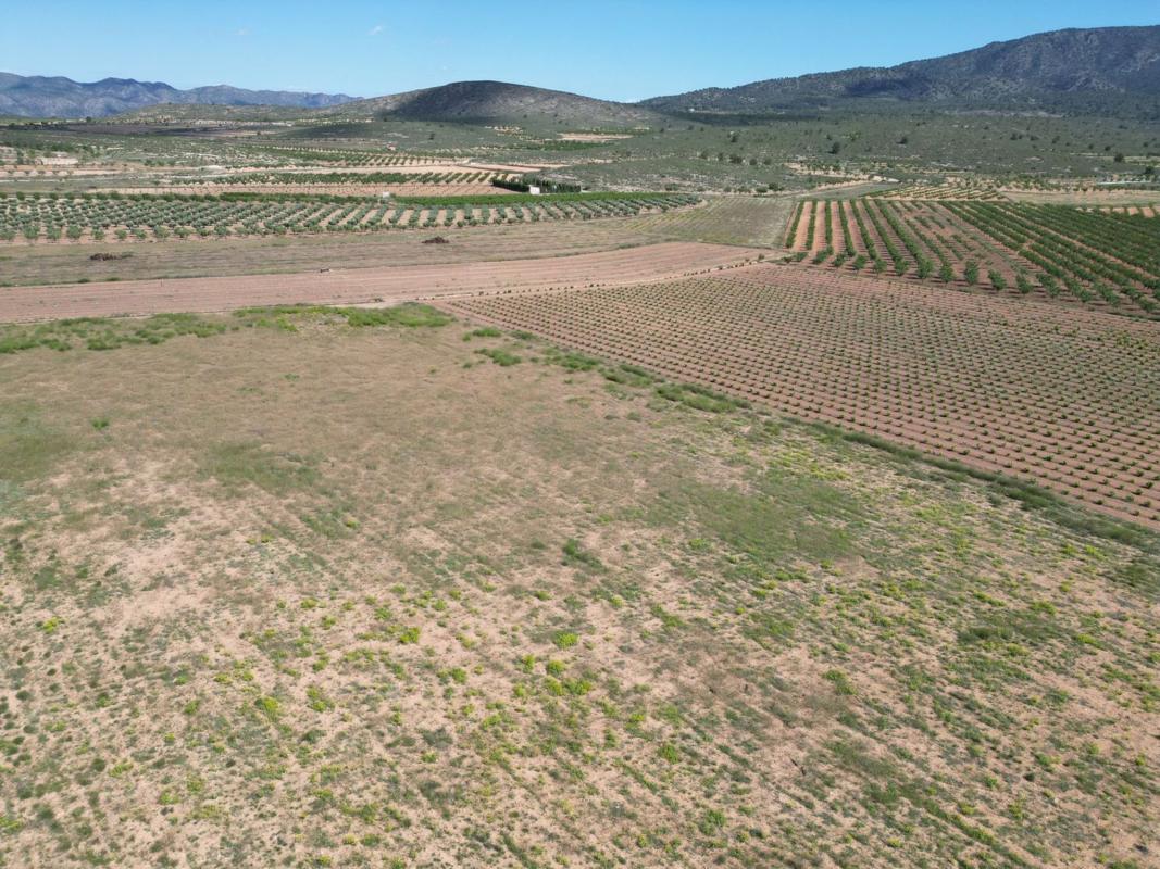 Terreno en venta en Pinoso, Alicante photo 5