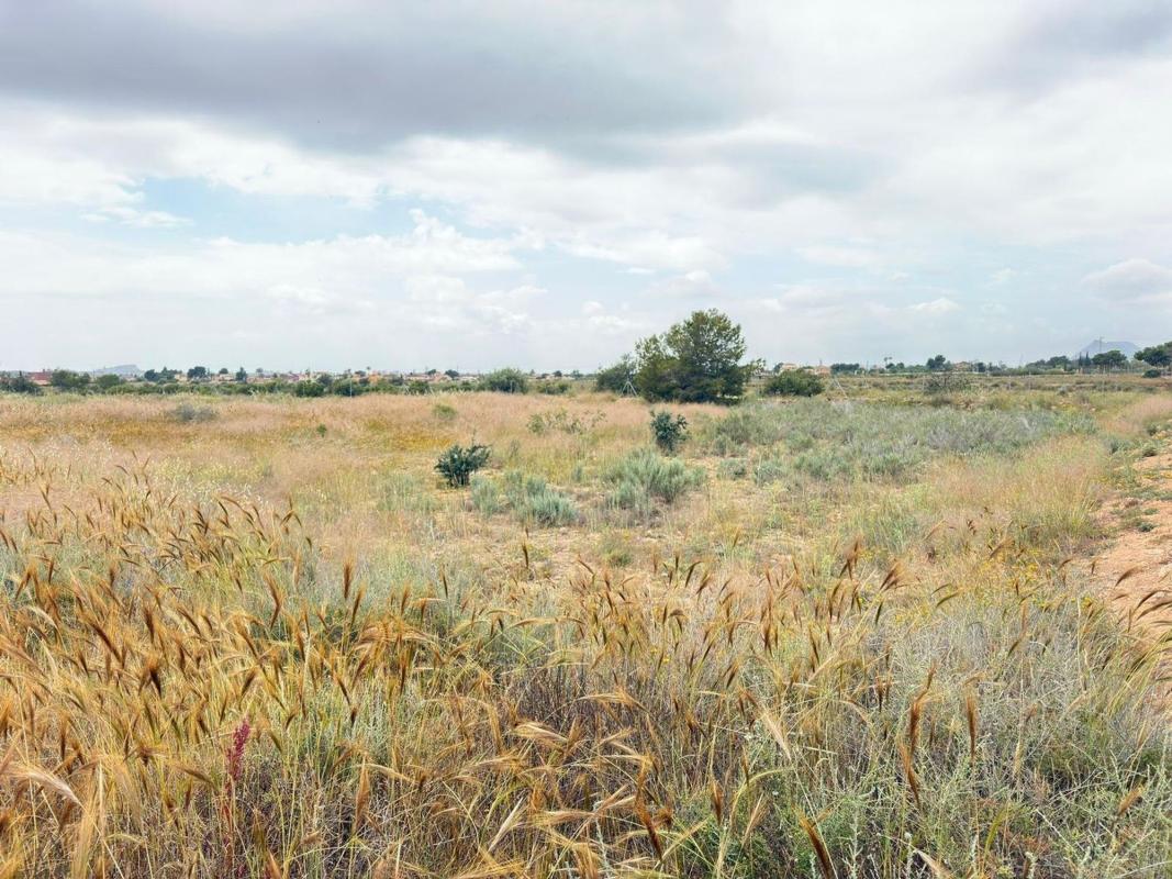 Terreno en venta en San Vicente del Raspeig, Alicante photo 4