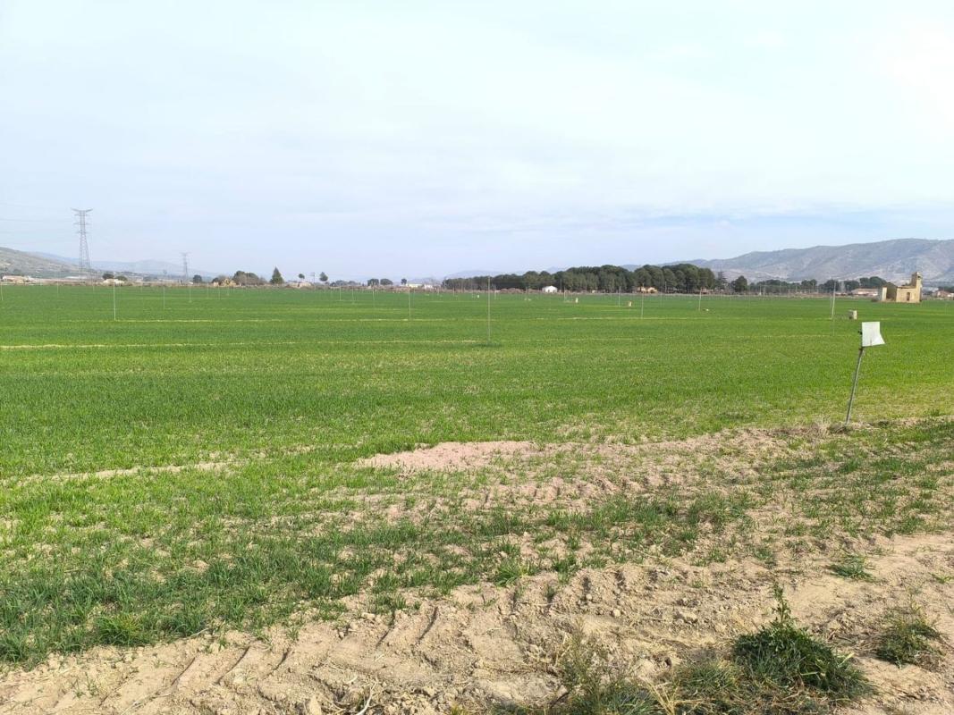 Terreno en venta en Villena, Alicante photo 5