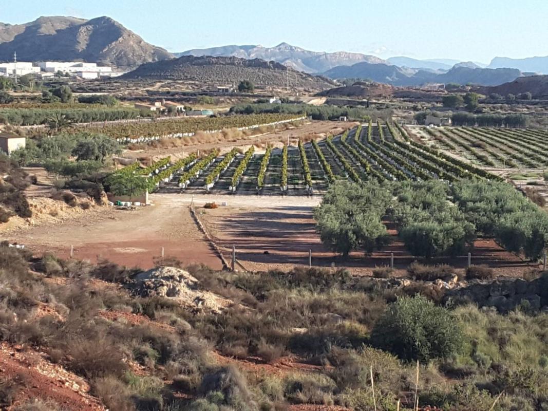 Działka na sprzedaż w Agost, Alicante photo 1