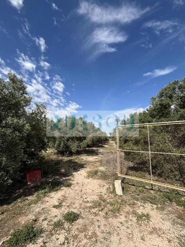 Terreno en venta en Elche / Elx, Alicante photo 1