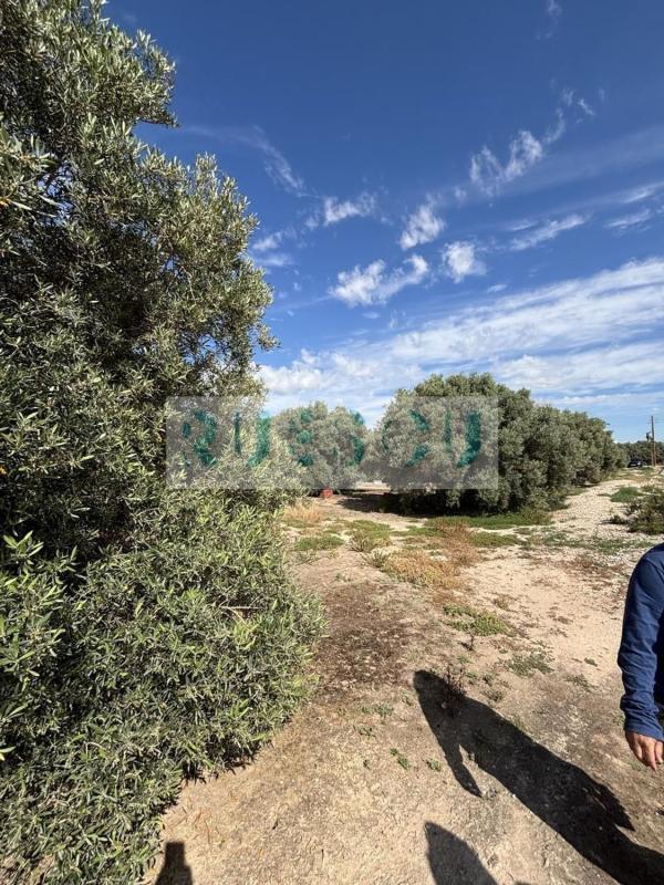 Terreno en venta en Elche / Elx, Alicante photo 2