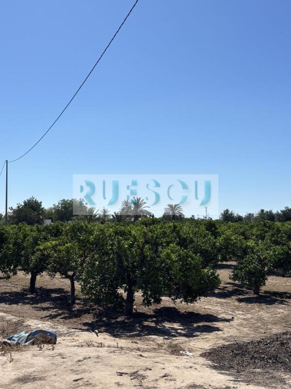 Terreno en venta en Elche / Elx, Alicante photo 3