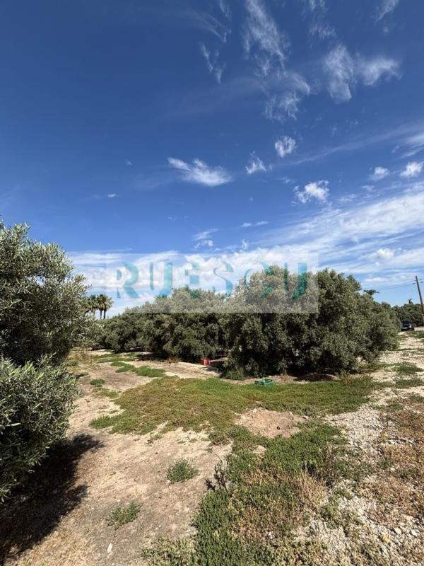 Terreno en venta en Elche / Elx, Alicante photo 5