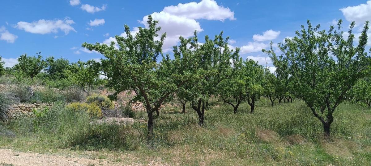 Участок земли на продажу в Алгенья, Аликанте photo 3