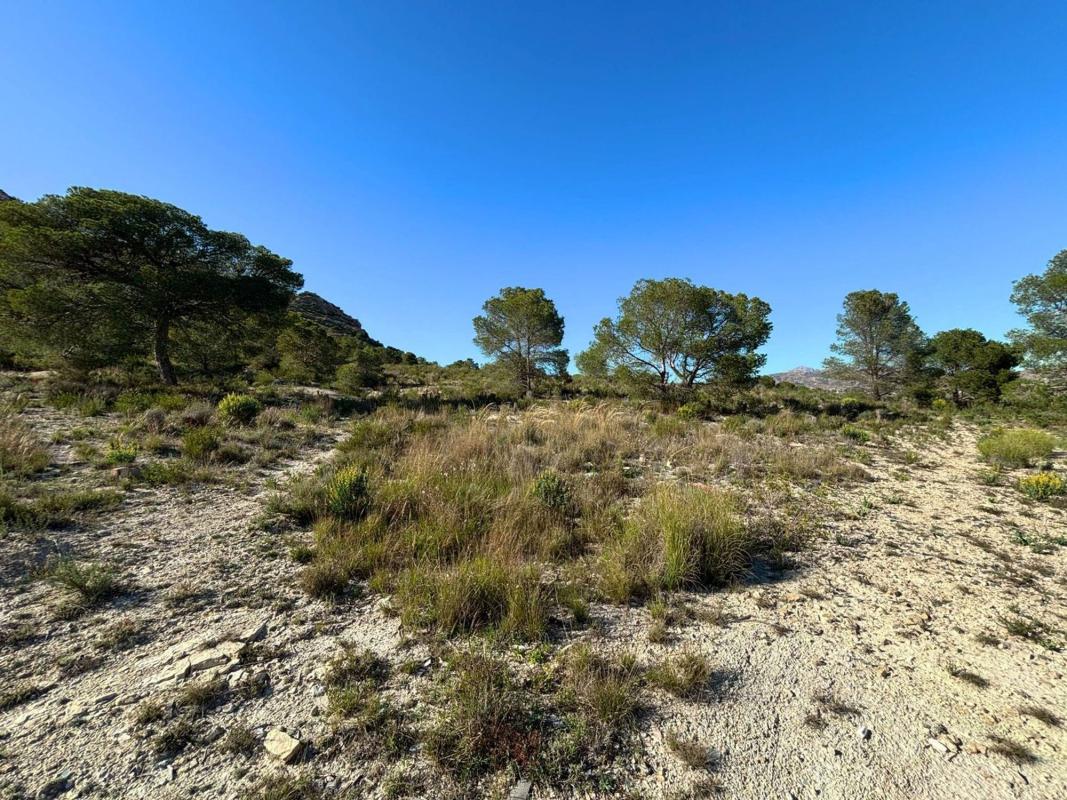 Land for sale in Moralet, Alicante photo 4