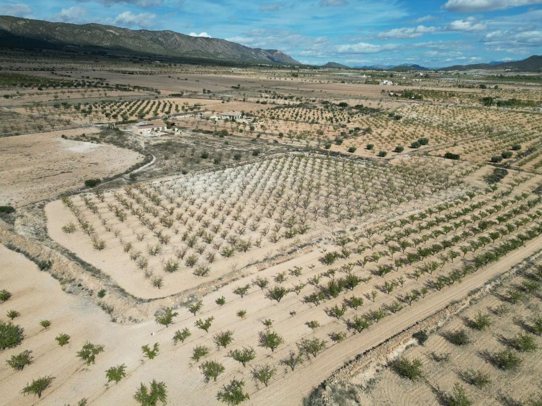 Terreno en venta en Pinoso, Alicante photo 1