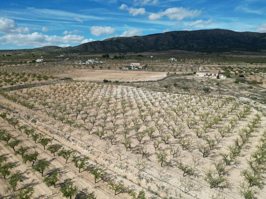 Terreno en venta en Pinoso, Alicante photo 5