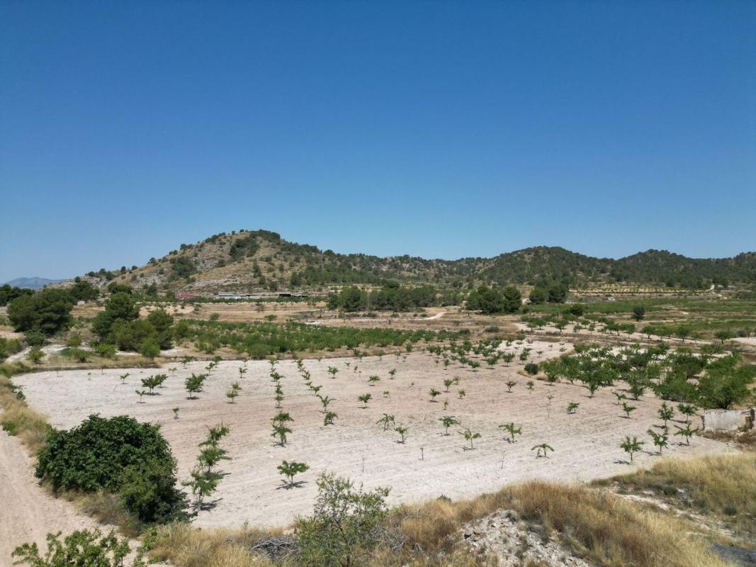Terreno en venta en Pinoso, Alicante photo 3