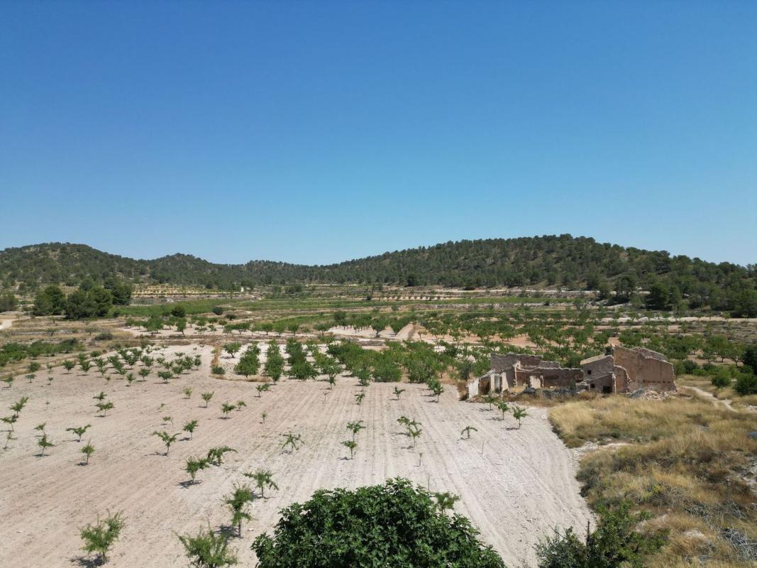 Terreno en venta en Pinoso, Alicante photo 4