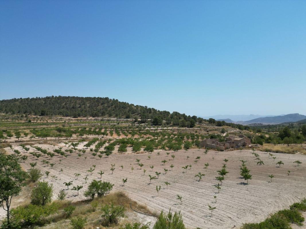 Terreno en venta en Pinoso, Alicante photo 5