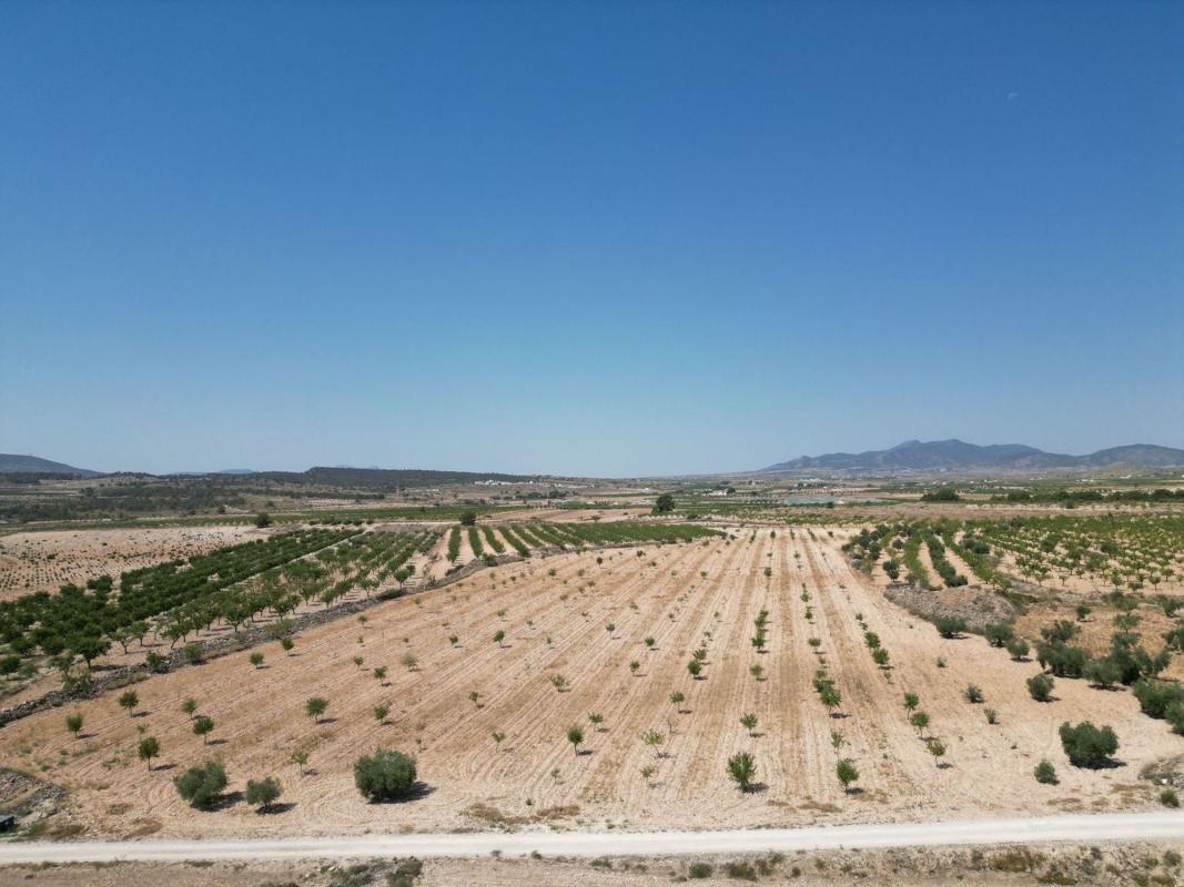 Terreno en venta en Pinoso, Alicante photo 3