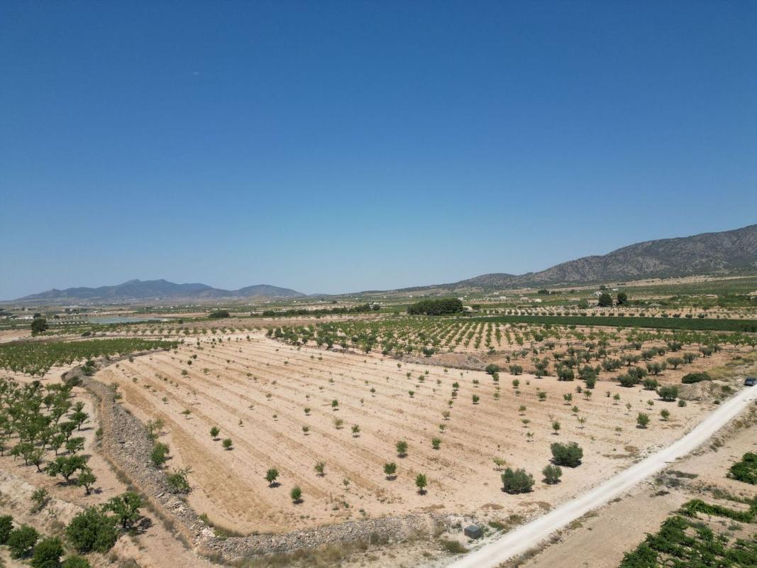 Terreno en venta en Pinoso, Alicante photo 4