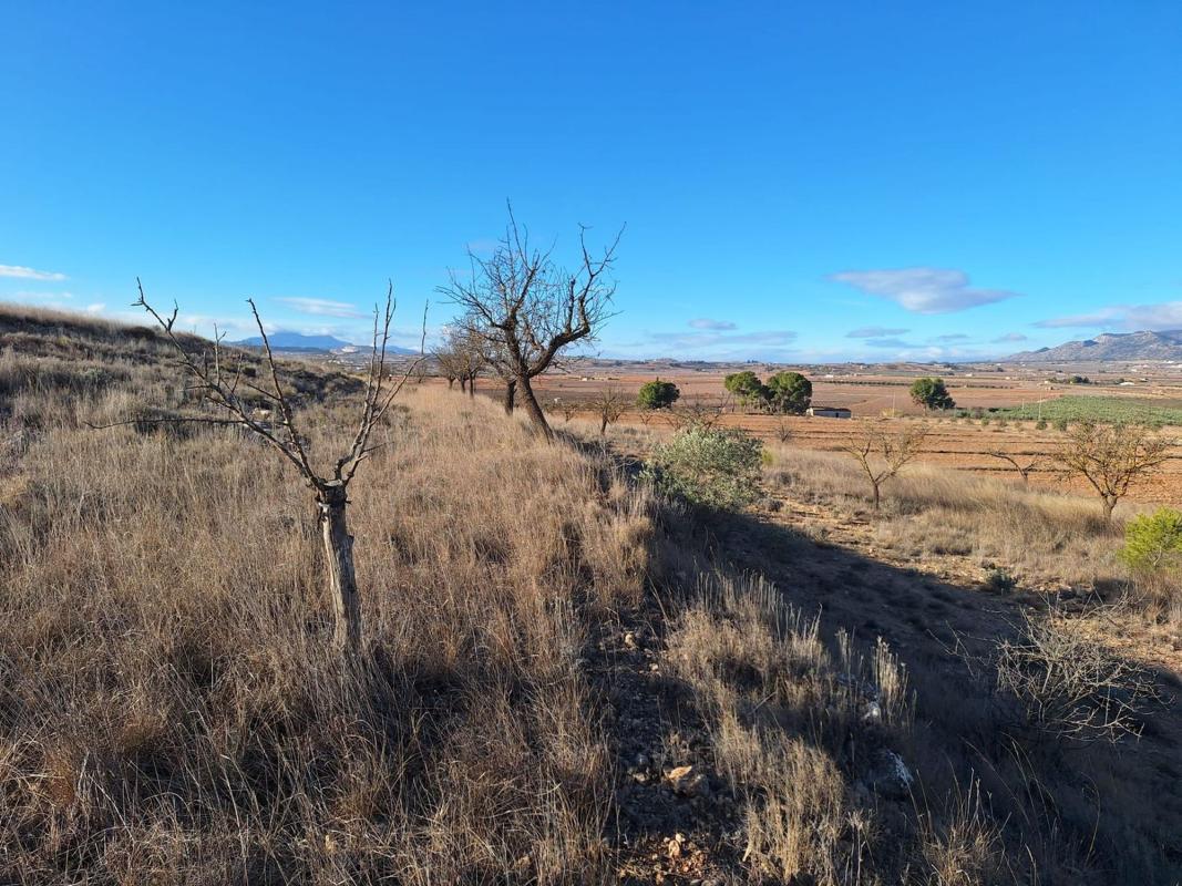 Terreno en venta en Pinoso, Alicante photo 1