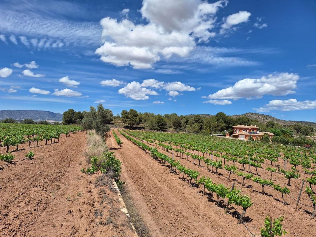 Terreno en venta en Pinoso, Alicante photo 1