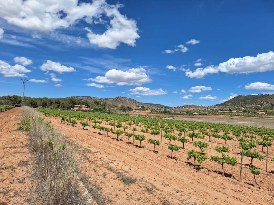 Terreno en venta en Pinoso, Alicante photo 5