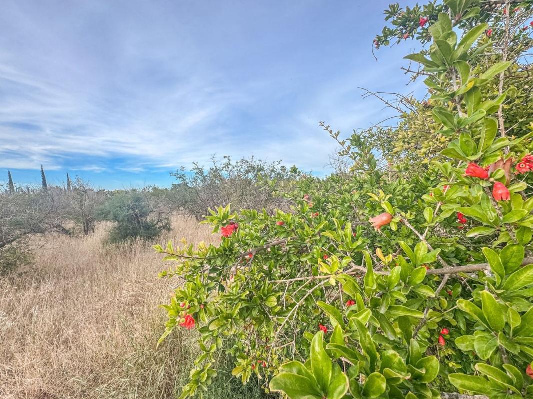 Terreno en venta en Elche / Elx, Alicante photo 3