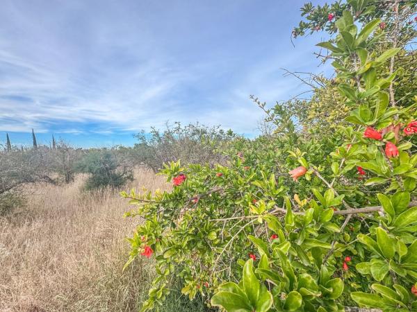 Terreno en Algoda-Matola-Llano de San José, Elche / Elx thumbnail 2