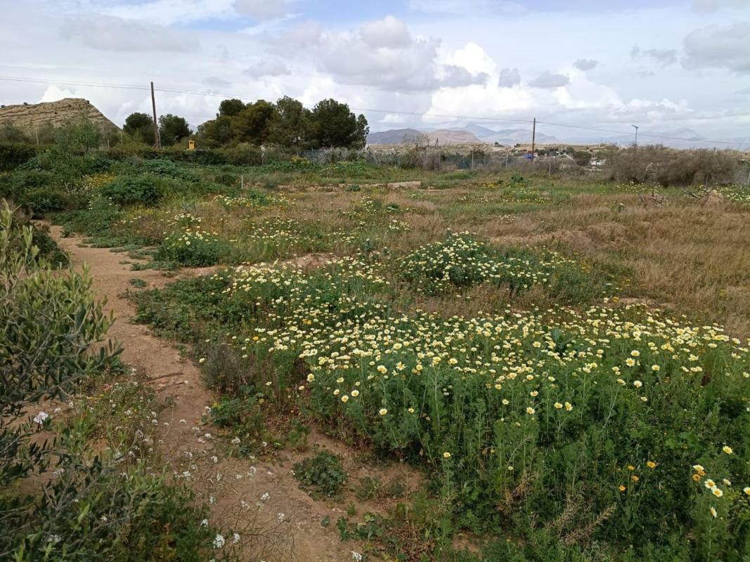 Land for sale in Elche / Elx, Alicante photo 2
