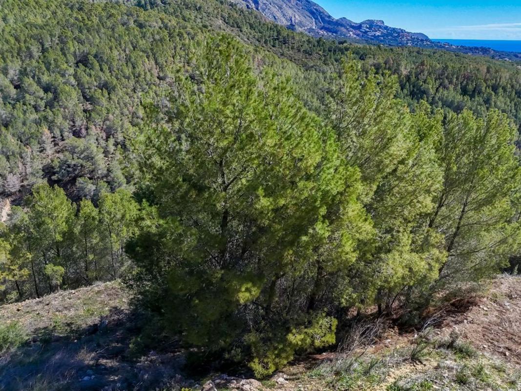 Działka na sprzedaż w Callosa d'En Sarria, Alicante photo 4
