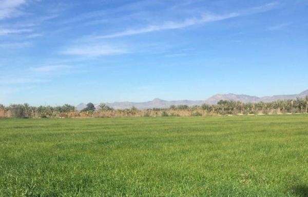 Terreno en Crevillente photo 1