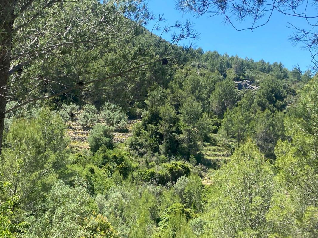 Terreno en venta en Benichembla, Alicante photo 3