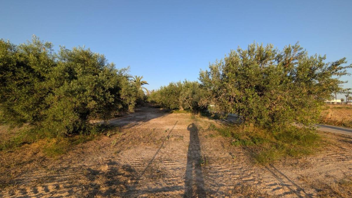 Terreno en venta en Elche / Elx, Alicante photo 3
