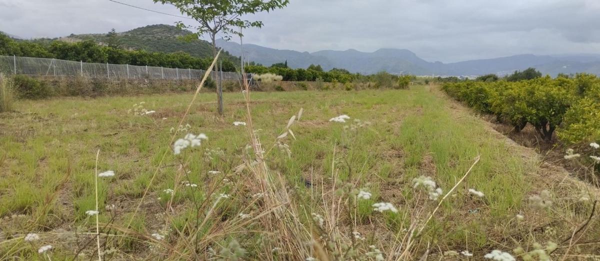 Terreno en venta en Pego, Alicante photo 3