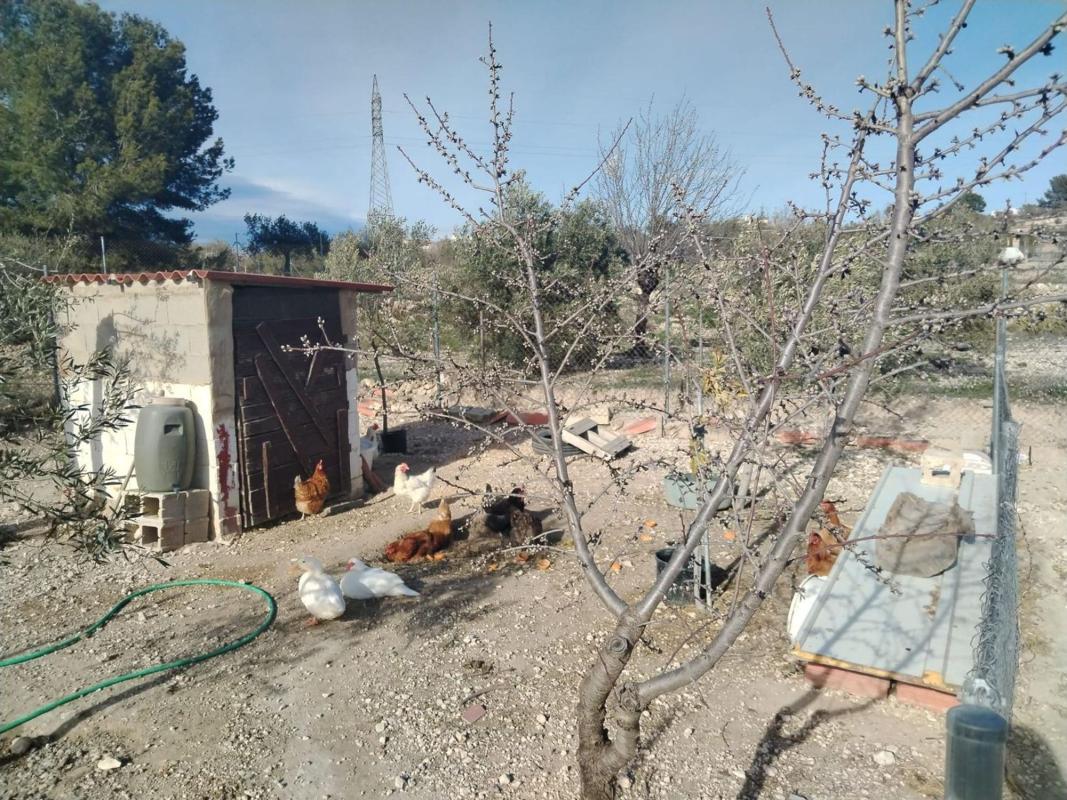 Terreno en venta en Castalla, Alicante photo 5