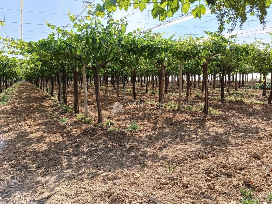 Terreno en venta en Aspe, Alicante photo 3