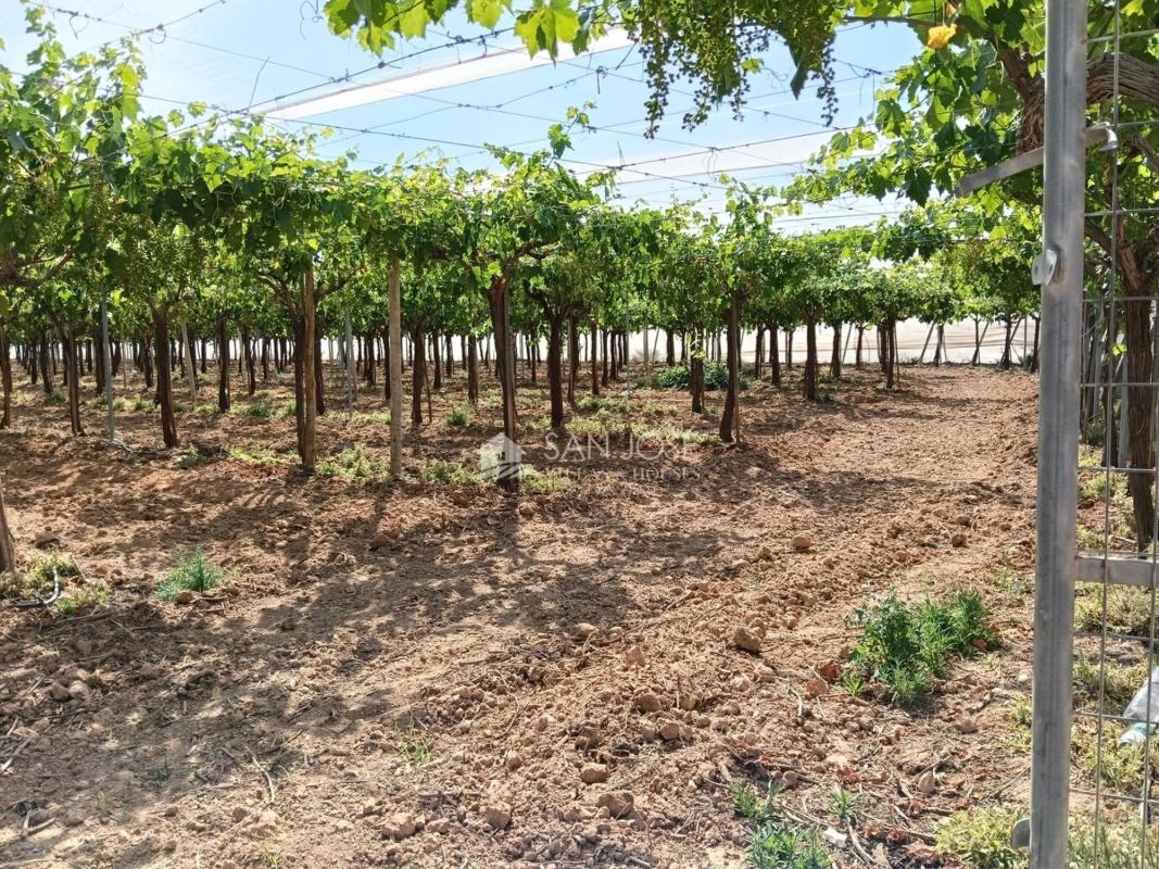 Terreno en venta en Aspe, Alicante photo 4