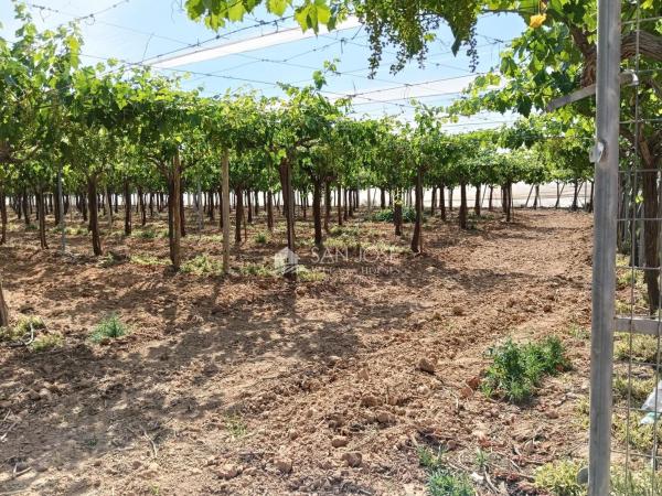 Terreno en Pedanías Oeste, Aspe photo 4