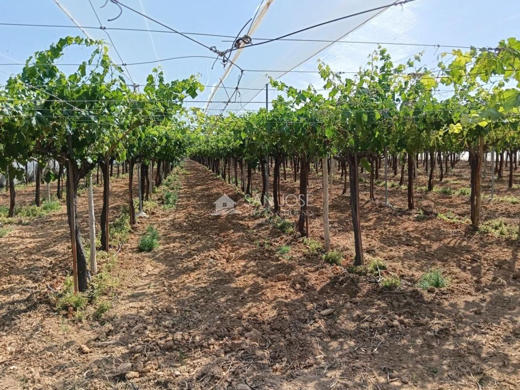 Terreno en venta en Aspe, Alicante photo 5