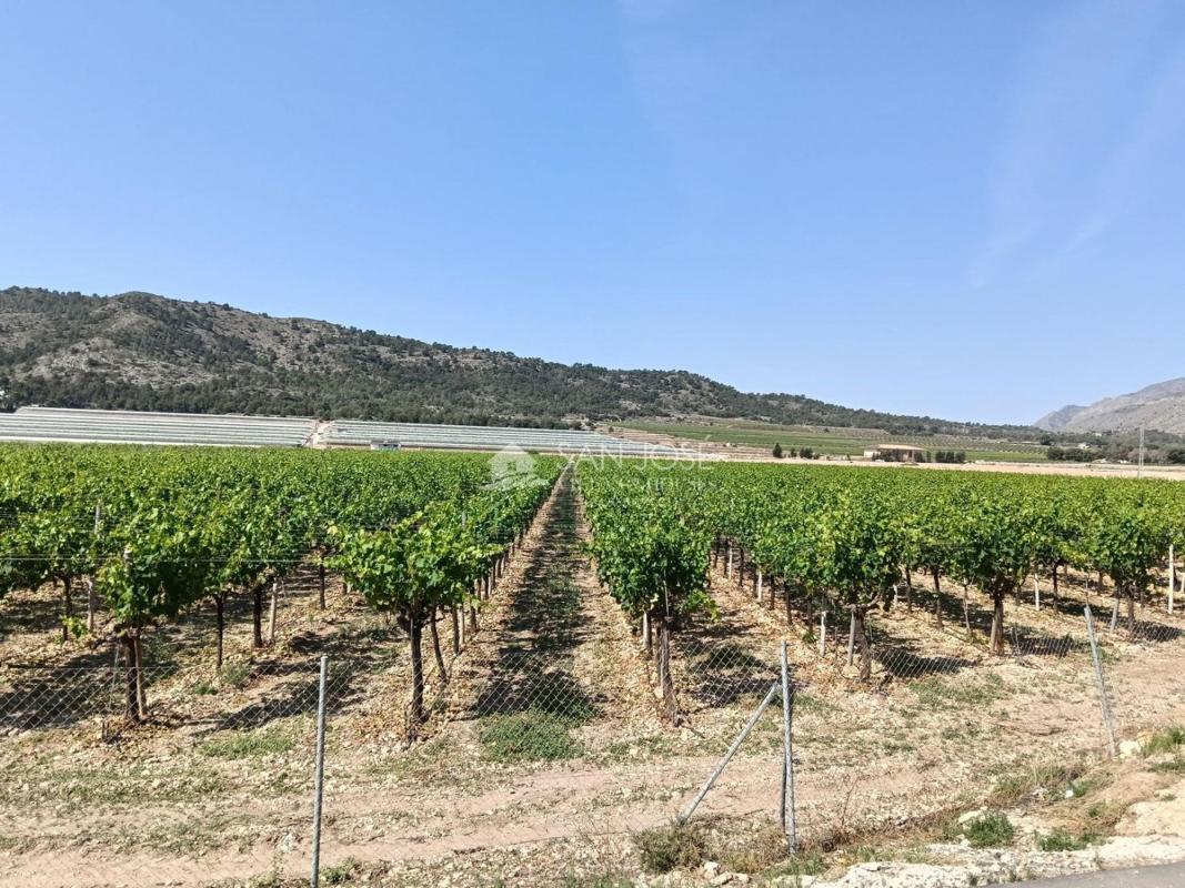 Terreno en venta en Aspe, Alicante photo 2