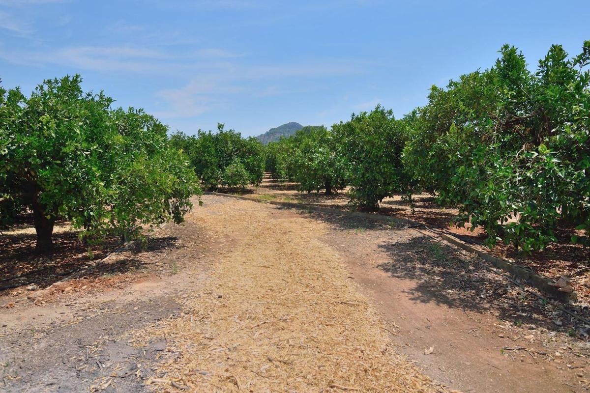 Terreno en venta en Pedreguer, Alicante photo 3