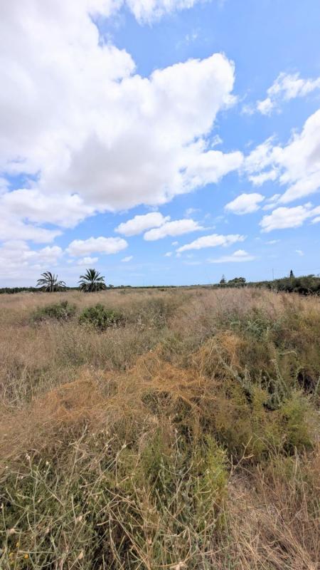 Terreno en venta en Elche / Elx, Alicante photo 3