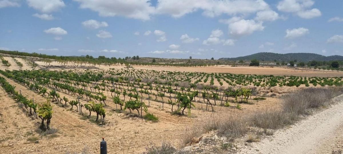 Działka na sprzedaż w Pinoso, Alicante photo 1