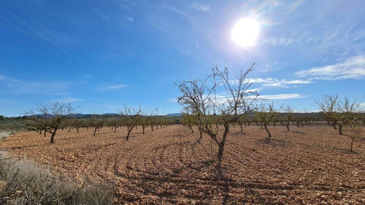 Działka na sprzedaż w Pinoso, Alicante photo 1