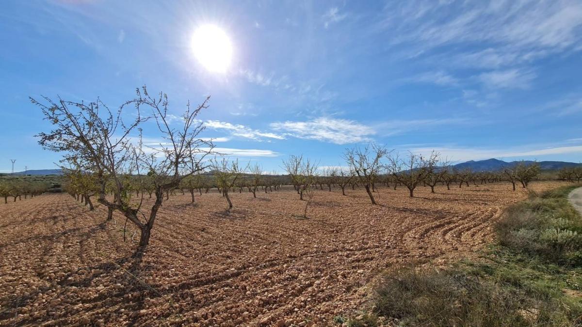 Działka na sprzedaż w Pinoso, Alicante photo 2
