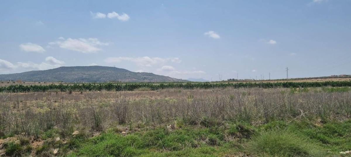 Działka na sprzedaż w Pinoso, Alicante photo 2