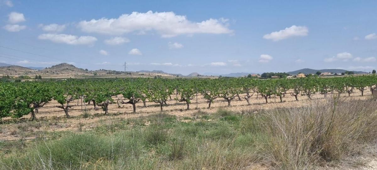 Działka na sprzedaż w Pinoso, Alicante photo 3