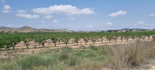 Terreno en Pinoso photo 3