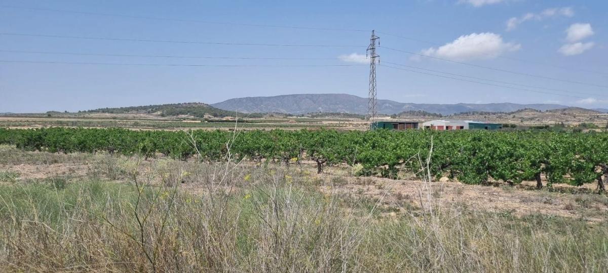 Działka na sprzedaż w Pinoso, Alicante photo 5