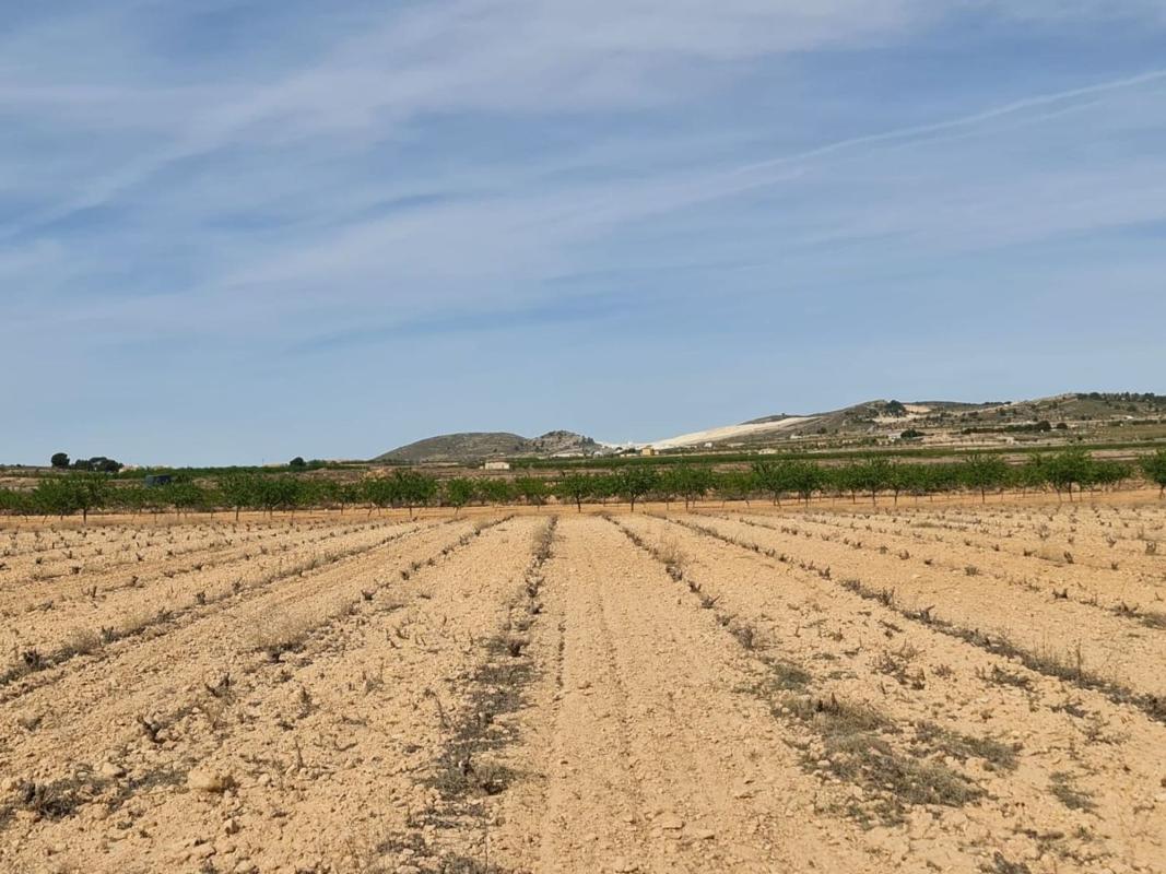 Terreno en venta en Pinoso, Alicante photo 1